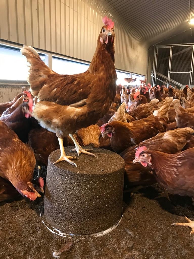 Well Bird Pecking Block - Pecker Blocks for Chickens 14kg